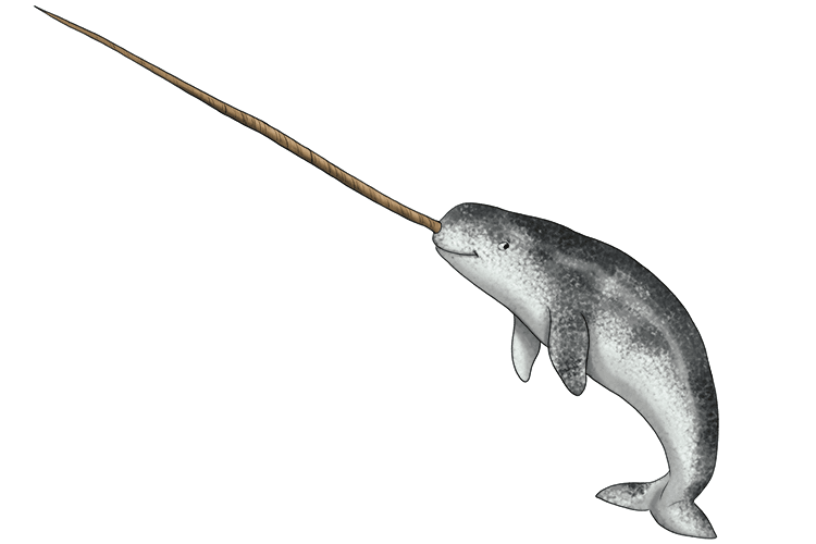 245 narwhal